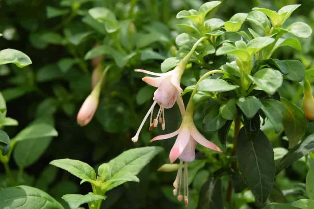 Fuchsia magellanica var. molinae 20-30 cm